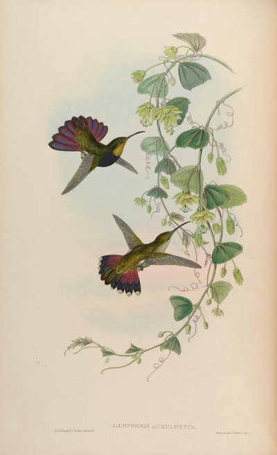 Lampornis aurulentus = Anthracothorax dominicus aurulentus de John Gould